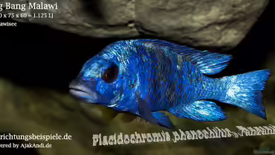 Big Bang Malawi von AjakAndi