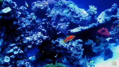 Big one von Malawigo