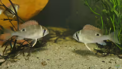 Biotodoma-Arten im Aquarium halten