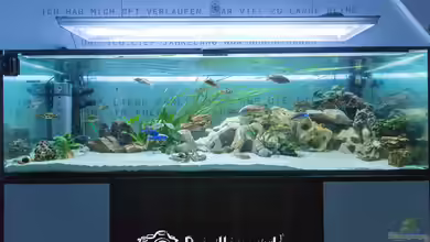 Bis zum bitteren Ende von Martin Pröll