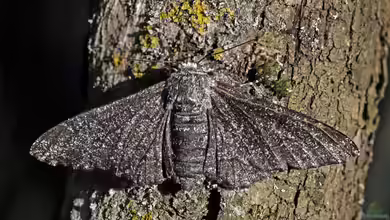 Biston betularia im Garten