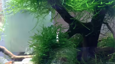 Black Bee von Olle696