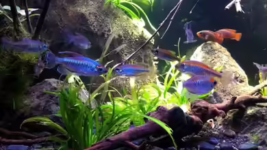 Black Pearl von Chris_R.