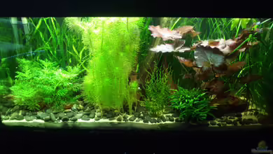 Blackpearl von Fuujida