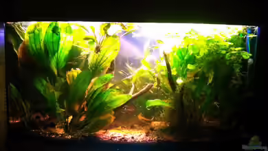 Blätterwald Amazoniens von Caricciola