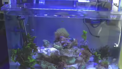 Blau Nano von Kulleraugen-Fan