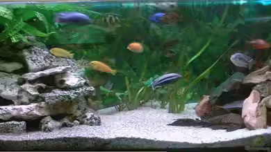 Blaue Impressionen aus dem Tanganjikasee von HirMat