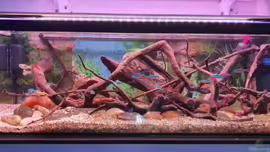 blaue Neon Paradies von Malawi-Guard