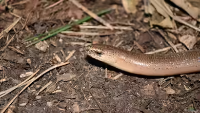 Blindschleiche im Garten - Was tun?