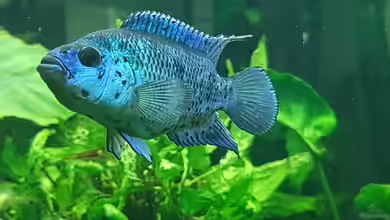Blue Dempsey von Rabunz3l