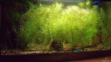 Blue Kafiman Biotope von Tamispapsi