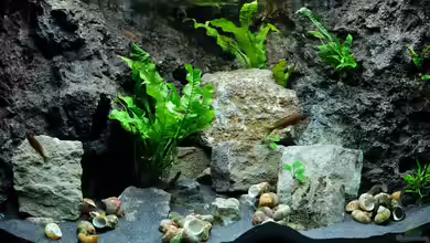 Blue Neon, Multi & Co. (2021 aufgelöst) von Harald Götz