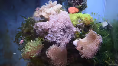 Blue Silence (aufgelöst) von Junglist