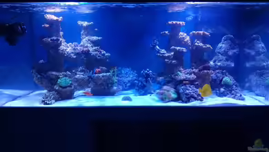 BlueReef von ~Elena~