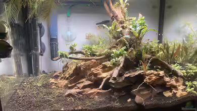 Blues Reich von Dennis Schönberg