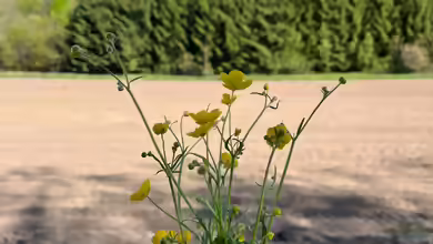 Blumen pflücken beim Spaziergang - Was ist erlaubt!
