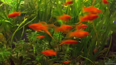 Blumentöpfe und Seramis von Solaris