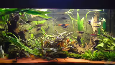 Boesi-Becken von Aquathor