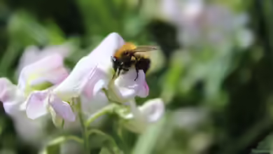 Bombus pascuorum im Garten
