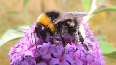 Bombus vestalis im Garten