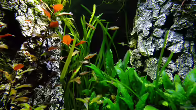 Boraras naevus im Aquarium halten