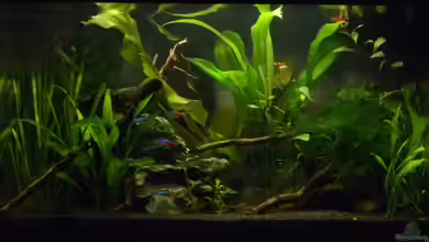 Borellis Home Nur noch als Beispiel von Alfur