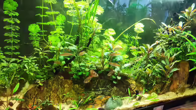 Borneo-südostasien (so nicht mehr existent) von Max Wolf