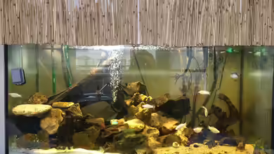 Brackwasser-Mangroventümpel von Kugelfisch