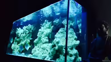 Brackwasserbecken von _JWoww_