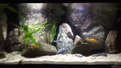 Branjo Bay Lake Nyassa von Branjo