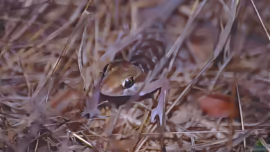 Brauner Madagaskargecko: Paroedura bastardi im Terrarium halten