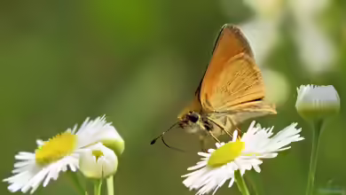 Braunkolbiger Dickkopffalter im Garten