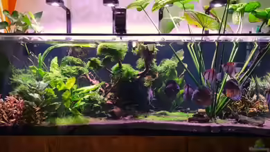 Brazilian Dream von The_Lizardking