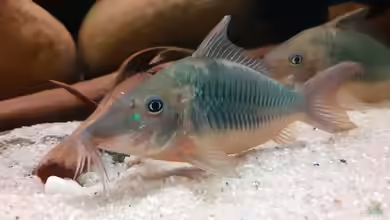 Brochis oder Corydoras: Neuzuordnung einzelner Arten