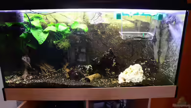 brocken Redwoodtree von Gallius