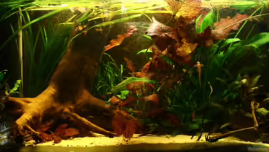 Broken Tree - Nur noch als Beispiel von Julien Preuß