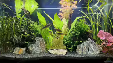 Buddha meets Kudda von iceman80