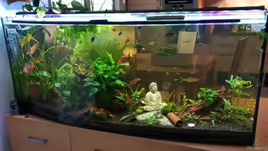 Buddhas Barben Becken 37299 von Manuela&Mike