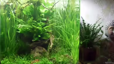 Buddha`s Garten von Mats