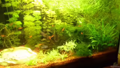 Bürobecken von Salmlerfreund