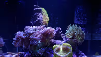 Bürobottich von uepsie