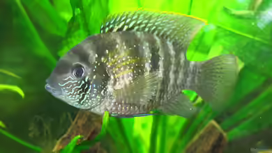 Buntbarsche im Aquarium