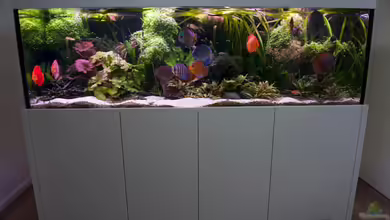 Bunte Diskus und vielfältige Bepflanzung von Alexander Bienefeld