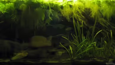 Buschfisch-Biotop / nur noch Beispiel von Misanthrop