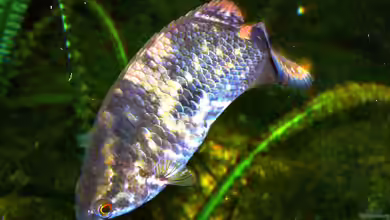 Buschfische im Aquarium halten
