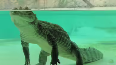 Caiman crocodilus im Terrarium halten