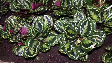 Calathea roseopicta im Terrarium pflanzen