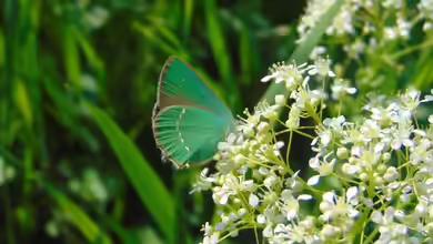 Callophrys rubi im Garten