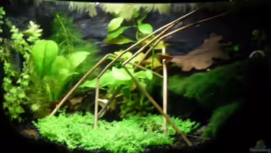 Cambarellus puer von Mertin