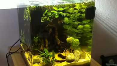 Cambarellus von Bavaria